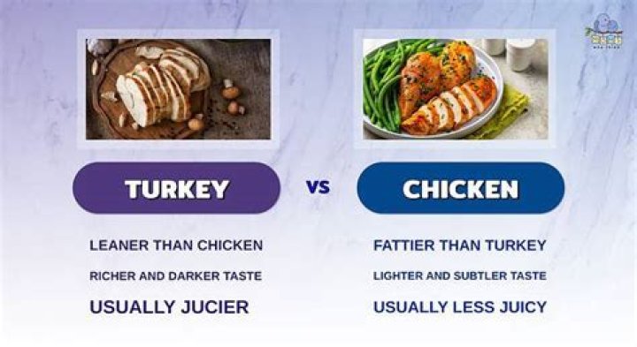 Turkey VS Chicken boxing match Animal Video WorldAnimal Video World