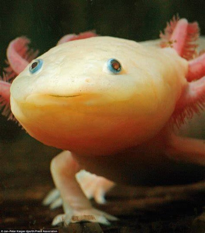 Ugliest People Ever Gallery eBaum's World