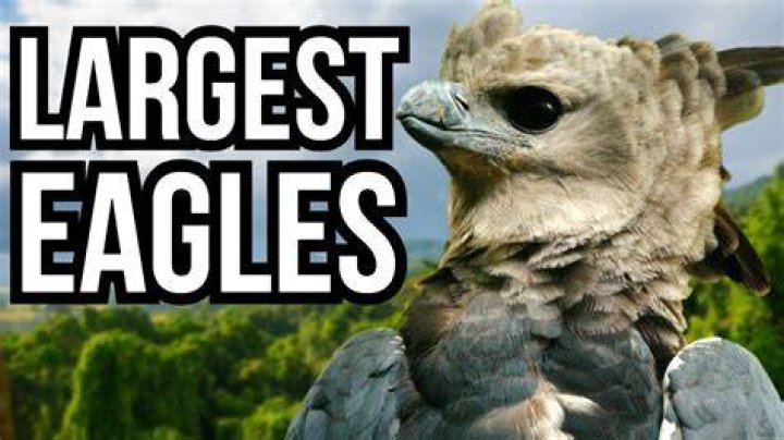 Uncover The Enigmatic King Of Eagles: Explore The World's Largest Eagle