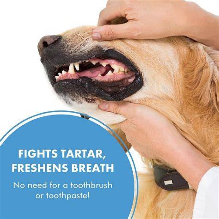 Understanding Life With A Dog Without Teeth