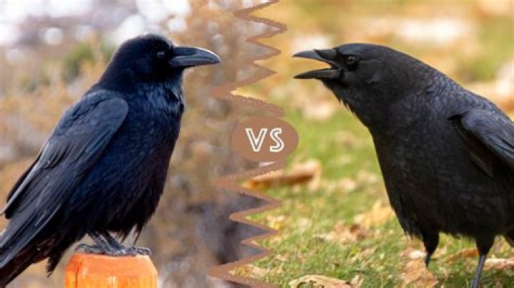 Understanding The Difference Between A Crow And A Raven