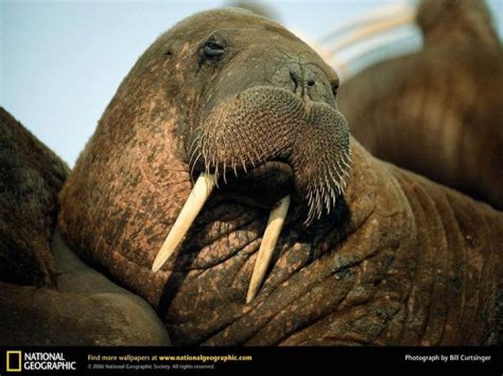Walrus Wallpapers Wallpaper Cave