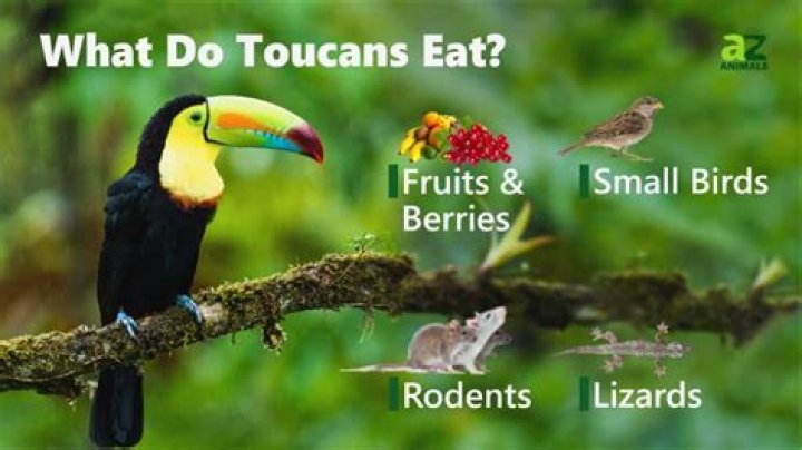 What Do Toucans Eat? (All You Need To Know) Birdfact