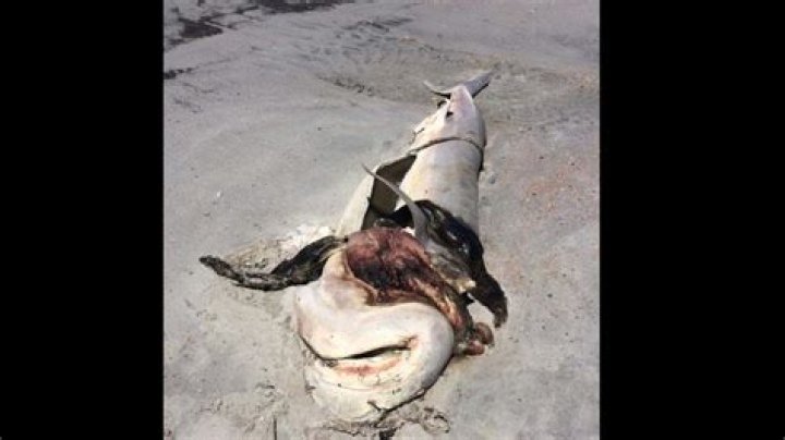 Who killed Hilton Head tiger shark and ripped its stomach out? Hilton